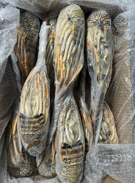 FRESH FROZEN LOBSTER (Panulirus argus & Panulirus laevicauda) – PREMIUM BRAZIL ORIGIN - Image 4